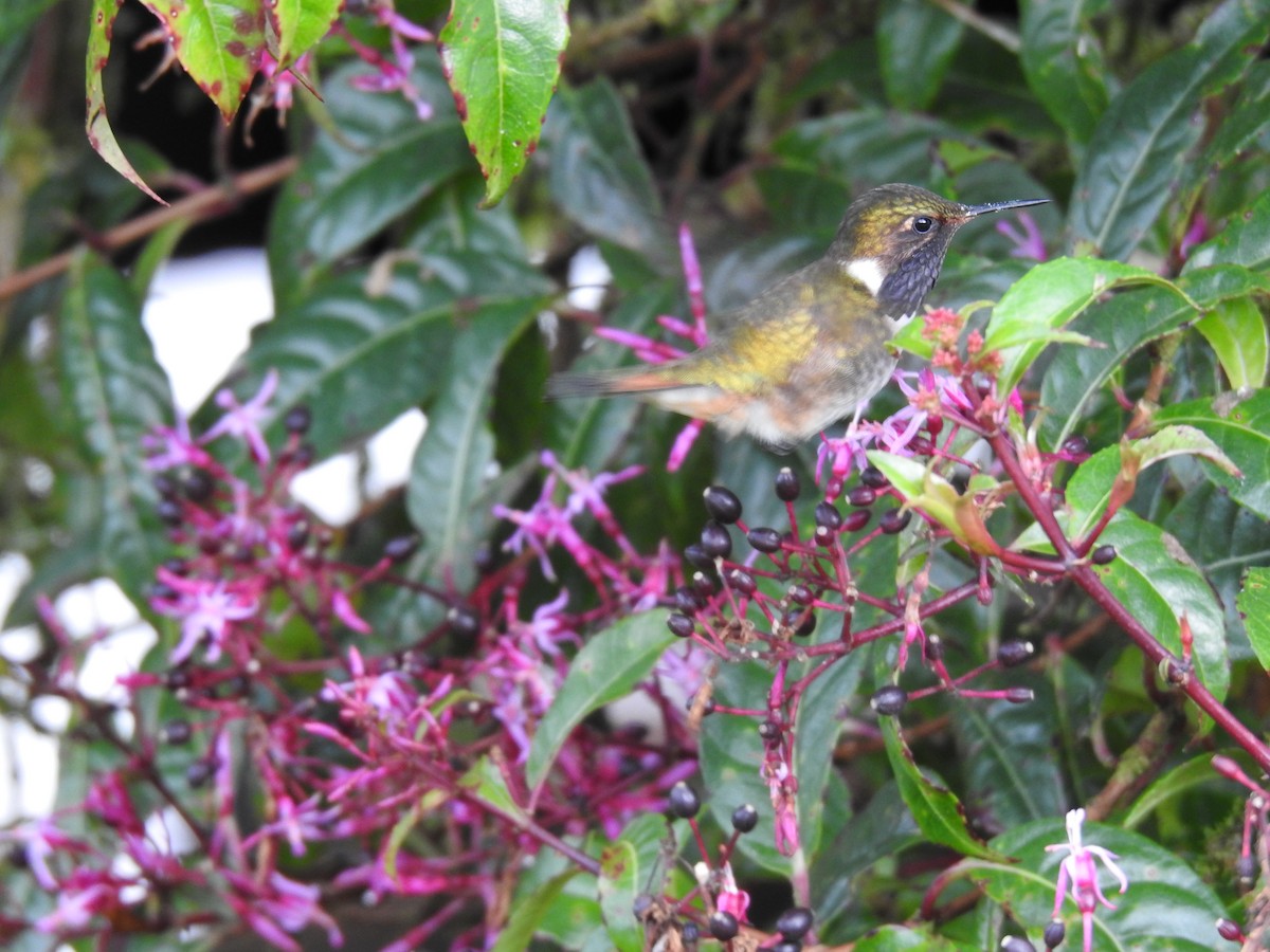 Volcano Hummingbird - ML636638821