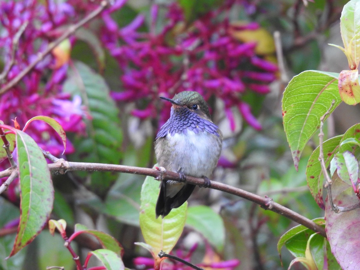 Volcano Hummingbird - ML636638823
