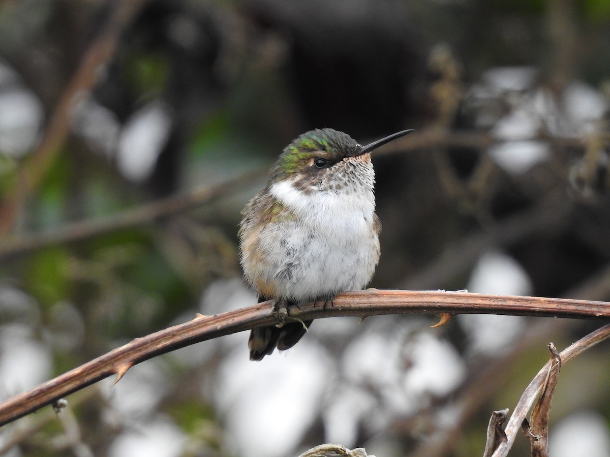 Volcano Hummingbird - ML636638825