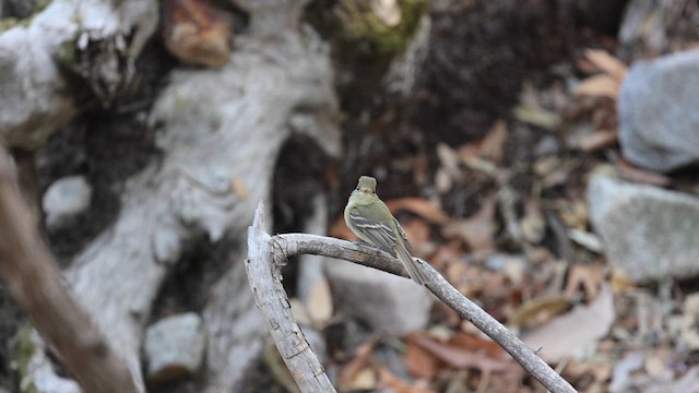 Western Flycatcher - ML636638908
