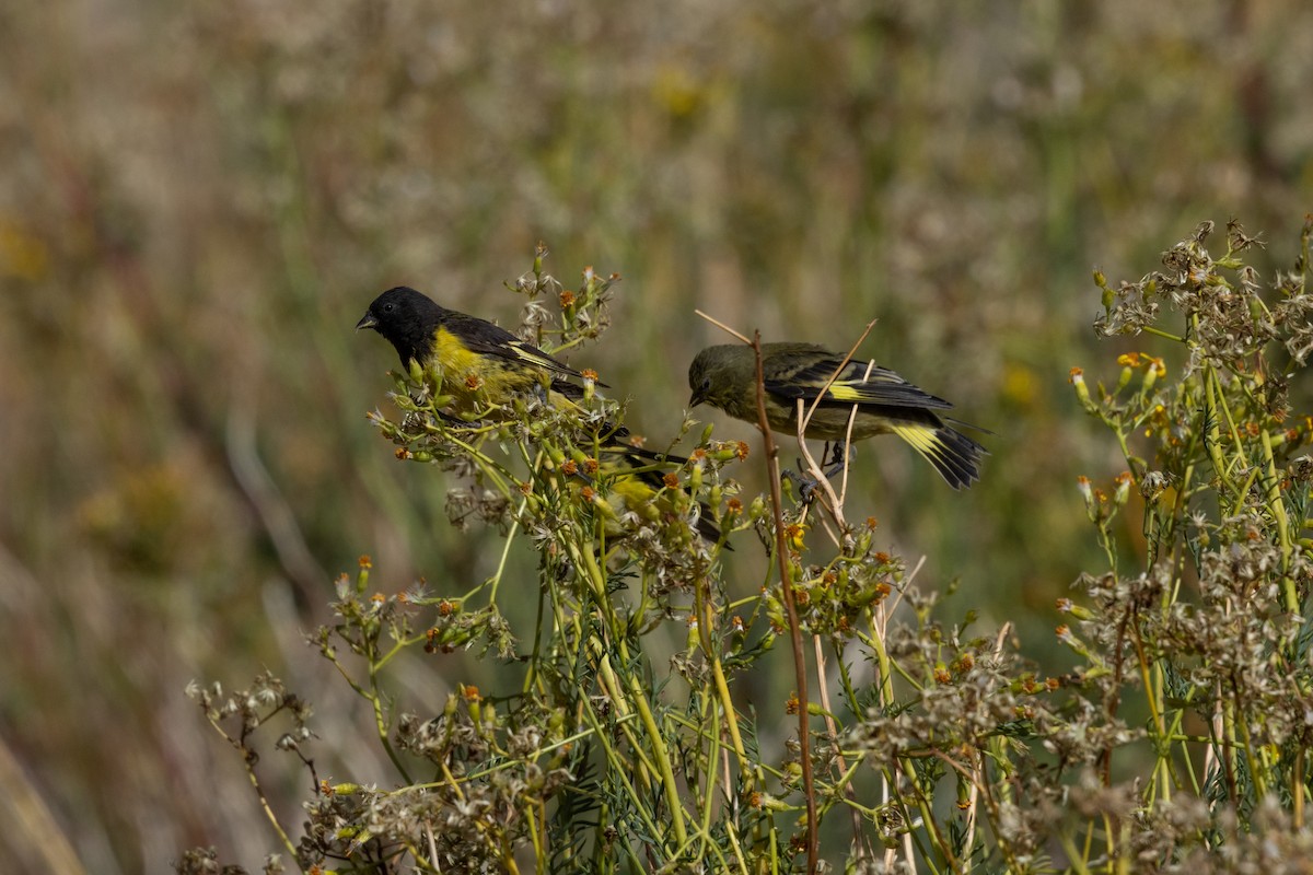 Yellow-rumped Siskin - ML636638953