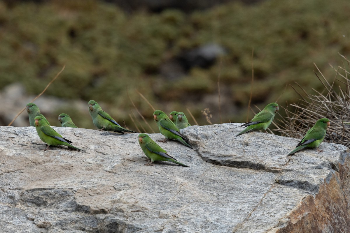 Mountain Parakeet - ML636638966