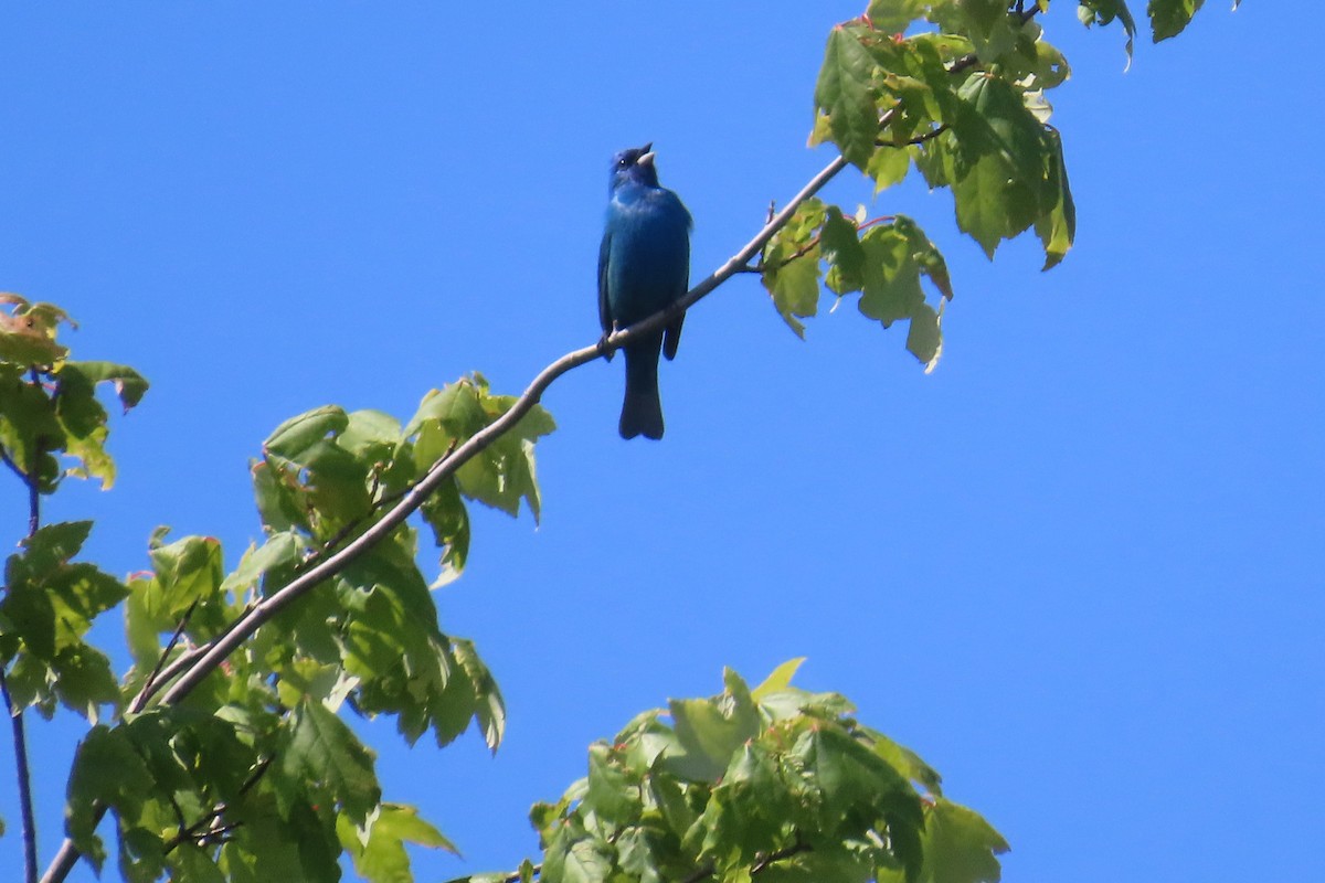 Indigo Bunting - ML636638968