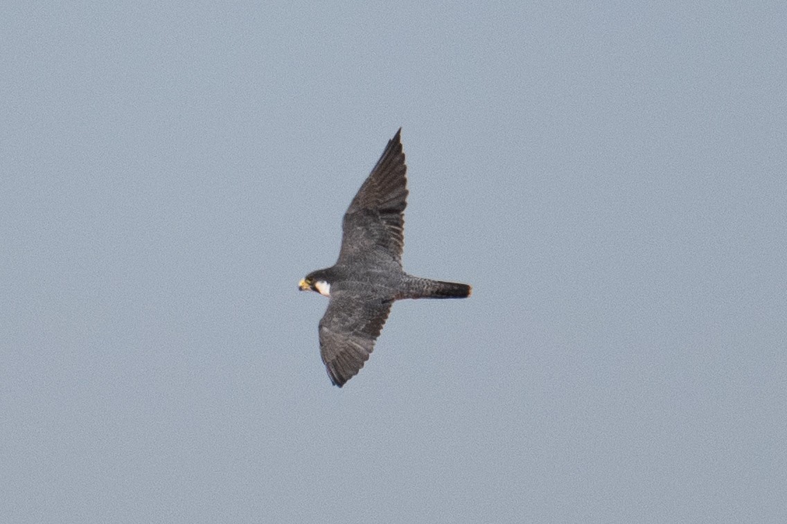 Peregrine Falcon (Tundra) - ML636638973