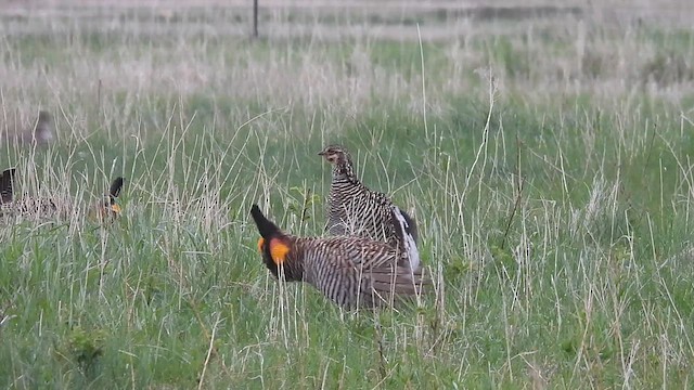 Präriehuhn - ML636638994