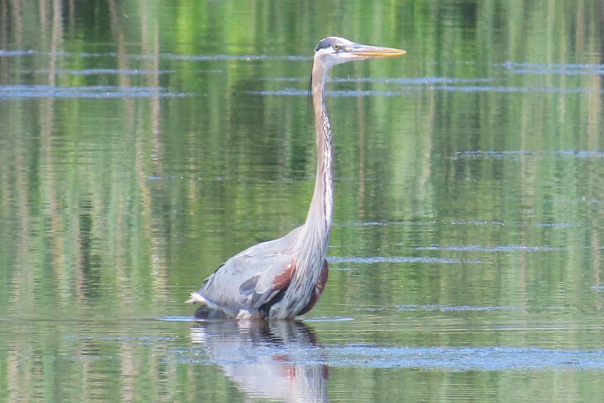 Great Blue Heron - ML636639013