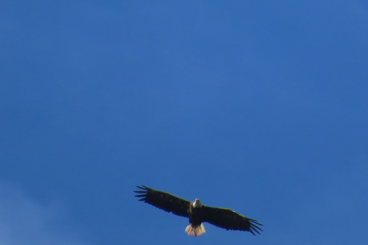 Bald Eagle - ML636639018
