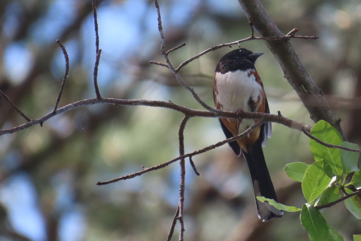 Eastern Towhee - ML636639027
