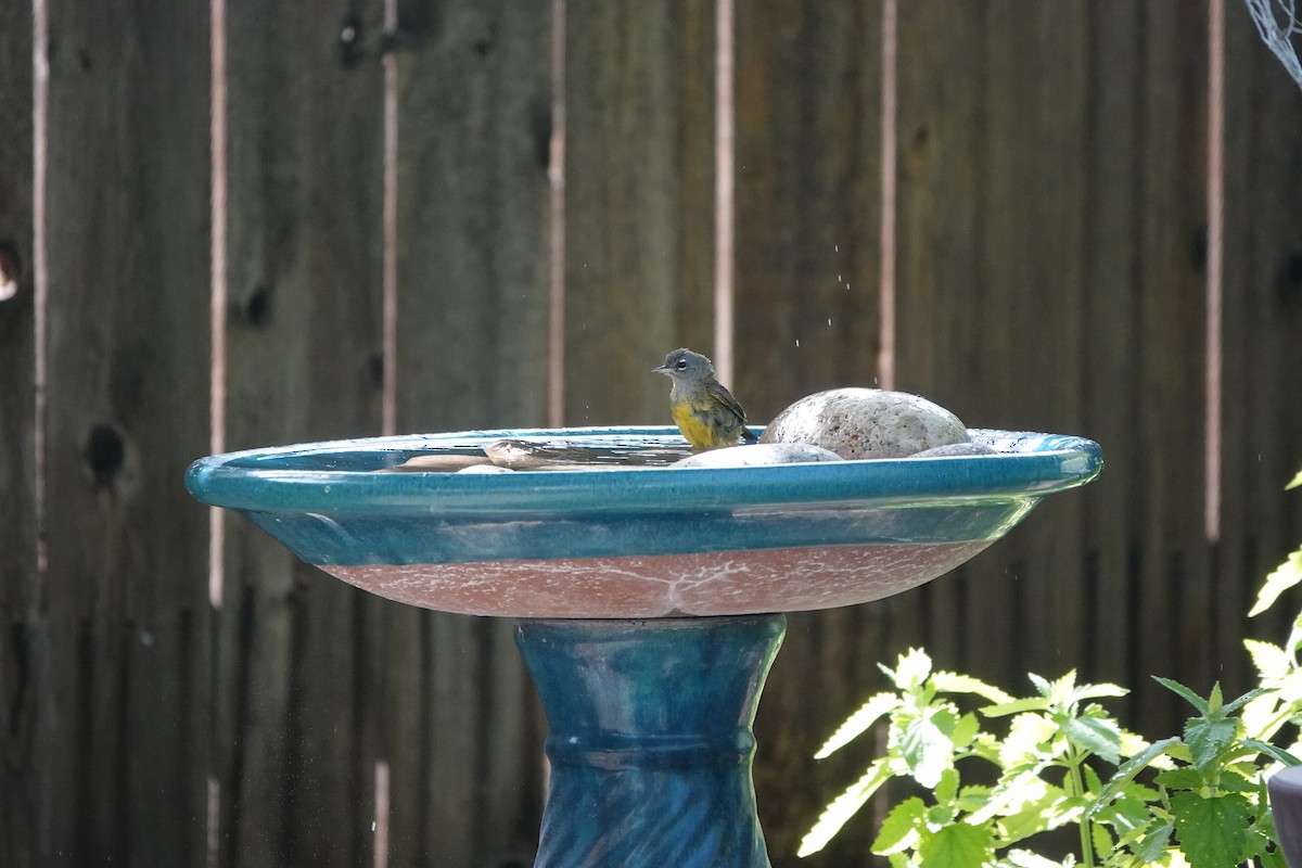 MacGillivray's Warbler - ML636639059