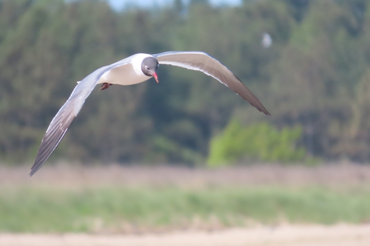 Laughing Gull - ML636639116