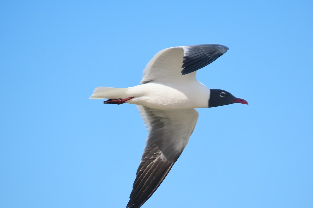 Laughing Gull - ML636639121