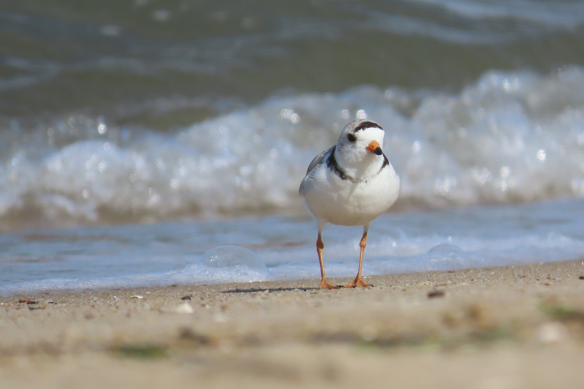 Piping Plover - ML636639155