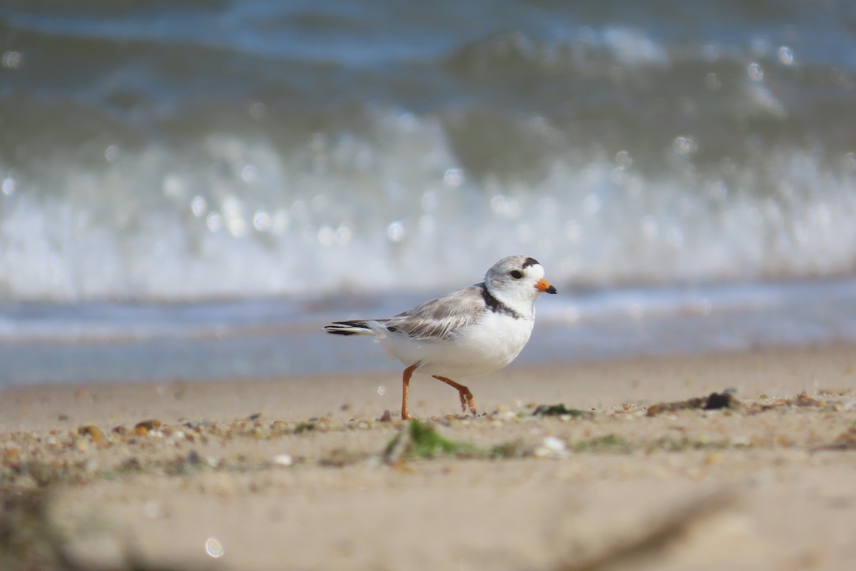 Piping Plover - ML636639163