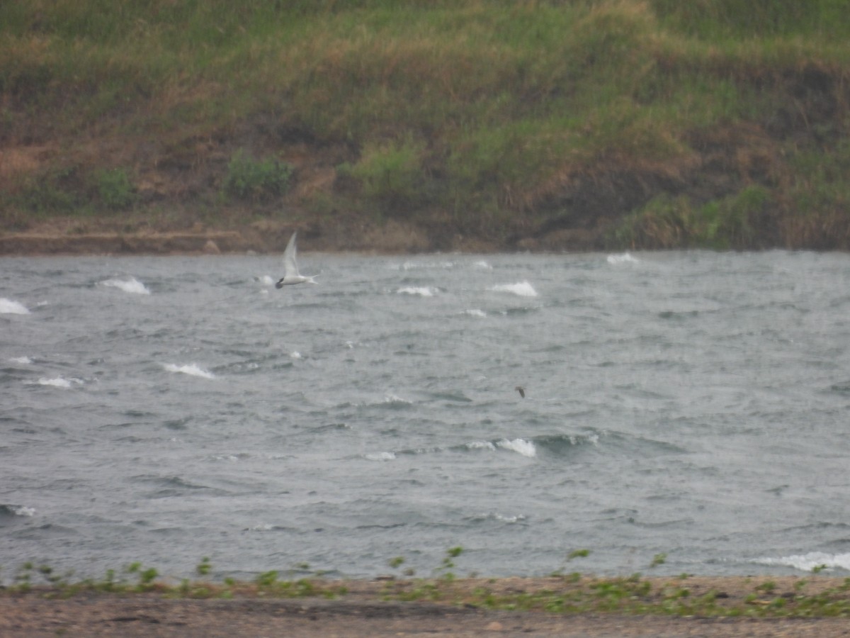 Common Tern - ML636639231