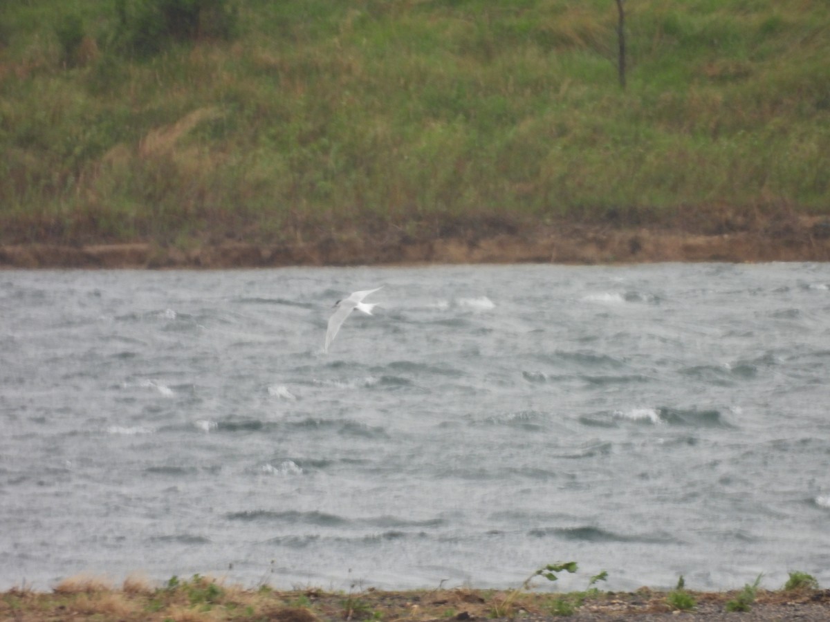 Common Tern - ML636639232