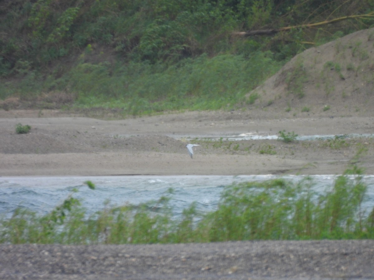 Common Tern - ML636639235