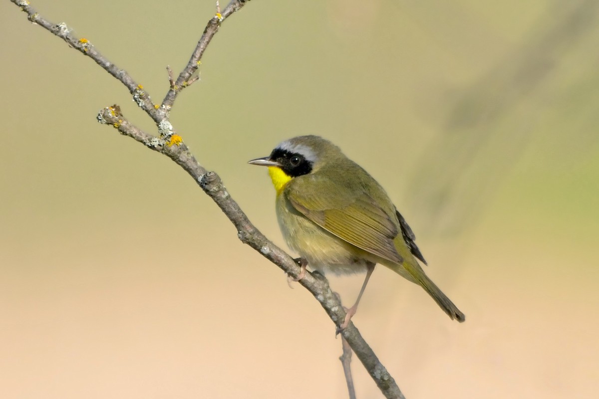 lesňáček žlutohrdlý - ML636639254