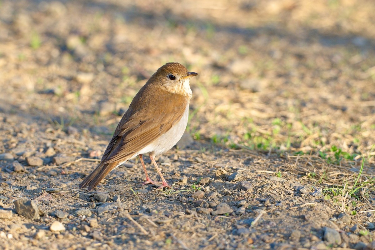 drozd hnědavý - ML636639264