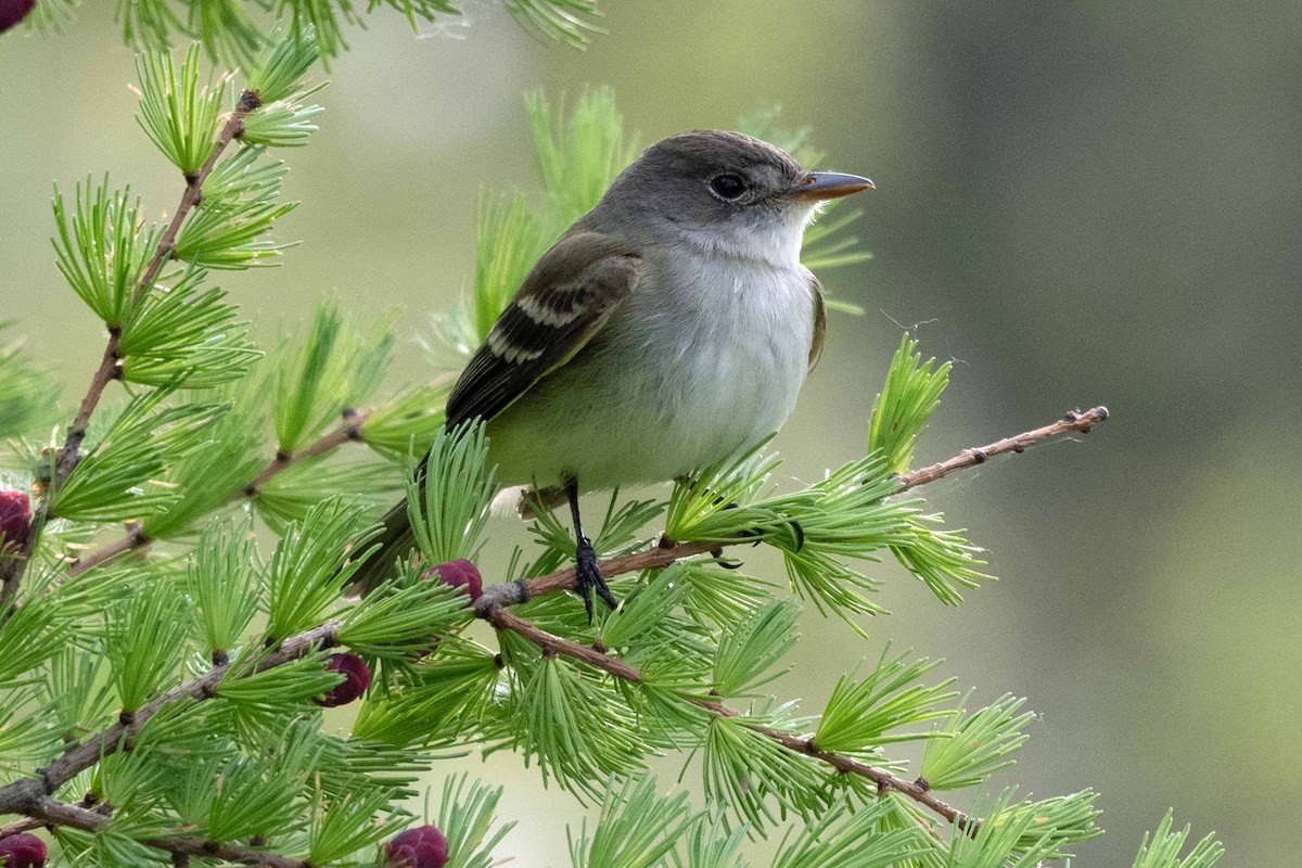 Willow Flycatcher - ML636639375