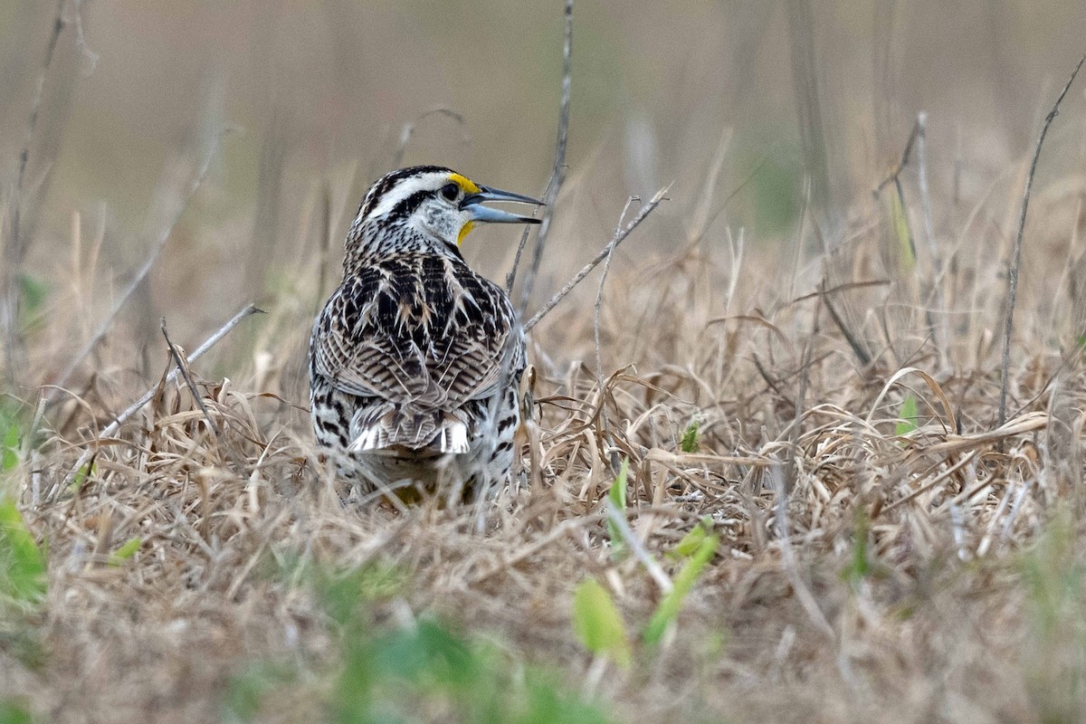 Eastern Meadowlark - ML636639388