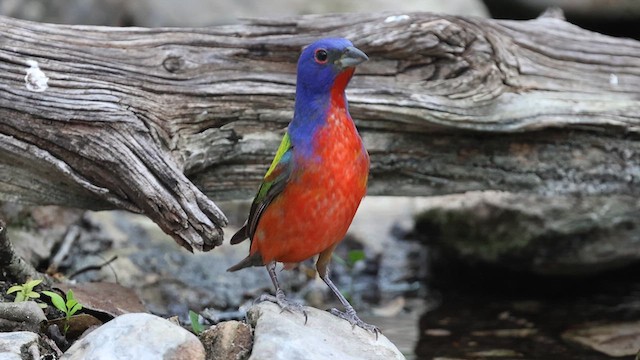 Painted Bunting - ML636639441