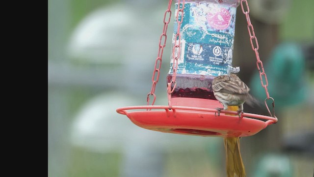 House Finch - ML636639515