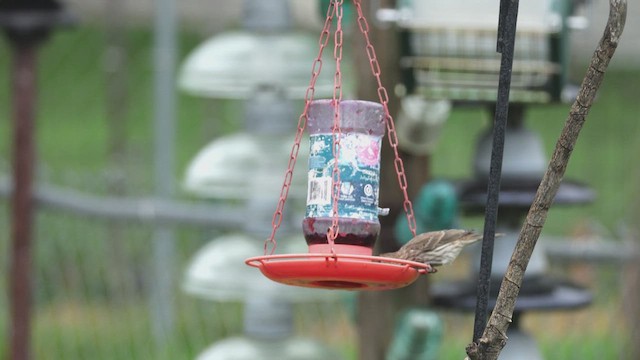 House Finch - ML636639516
