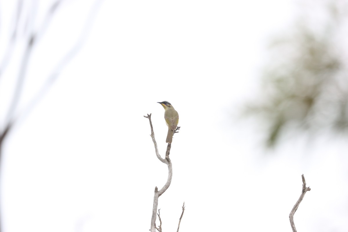 Purple-gaped Honeyeater - ML636639520