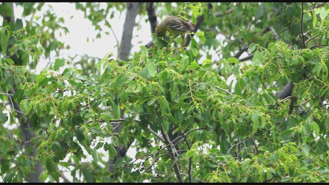 Orchard Oriole - ML636639539