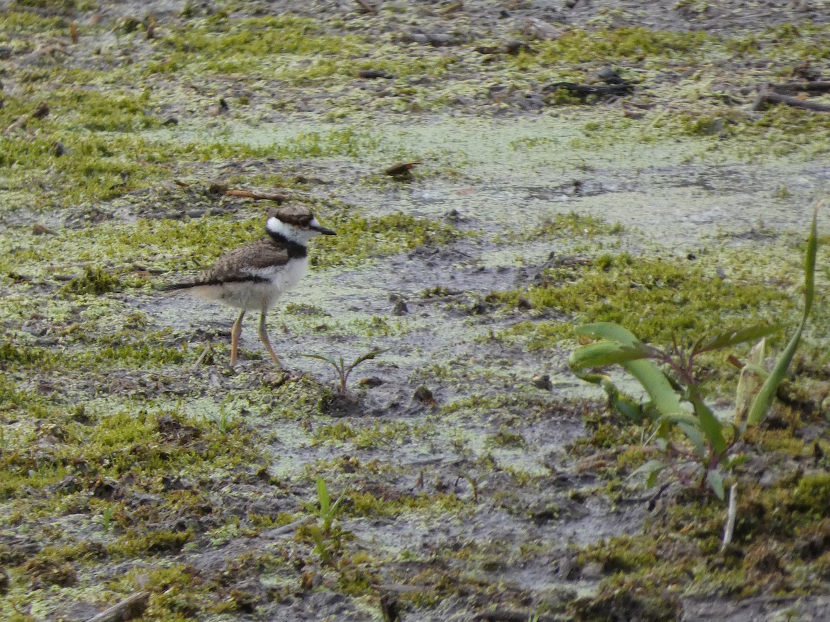 Killdeer - ML636639567