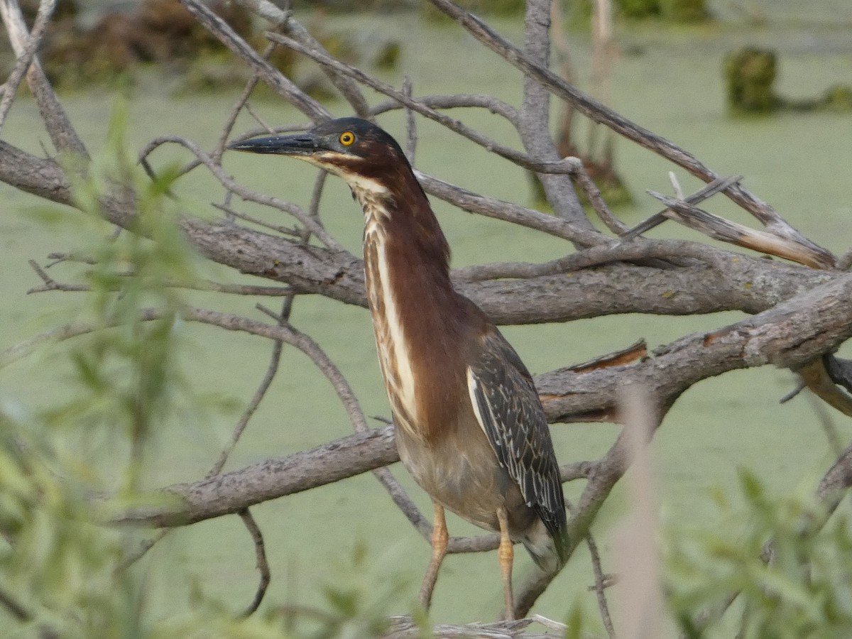 Green Heron - ML636639585