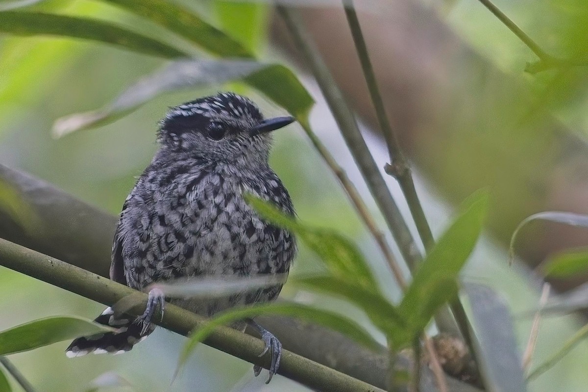 Scaled Antbird - ML636639662
