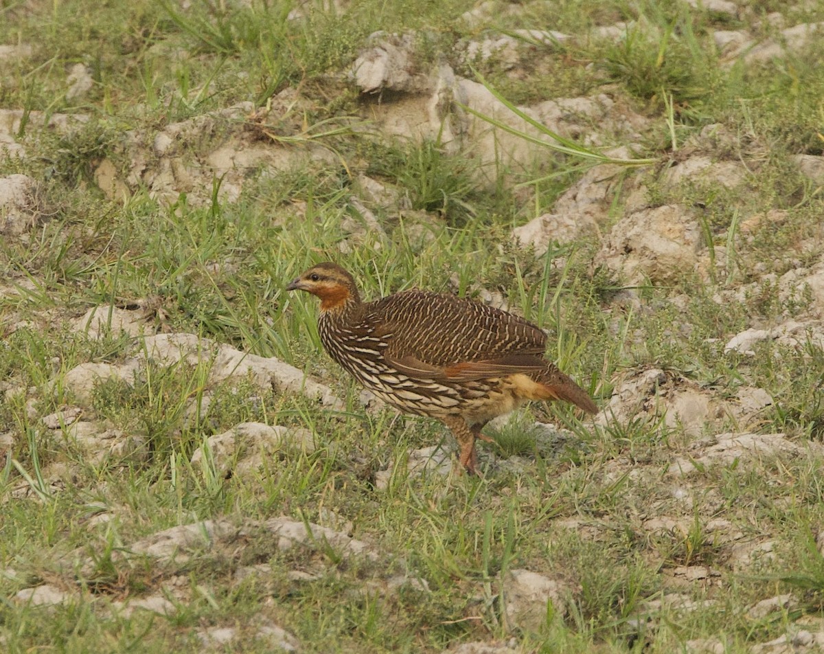 Swamp Francolin - ML636639737