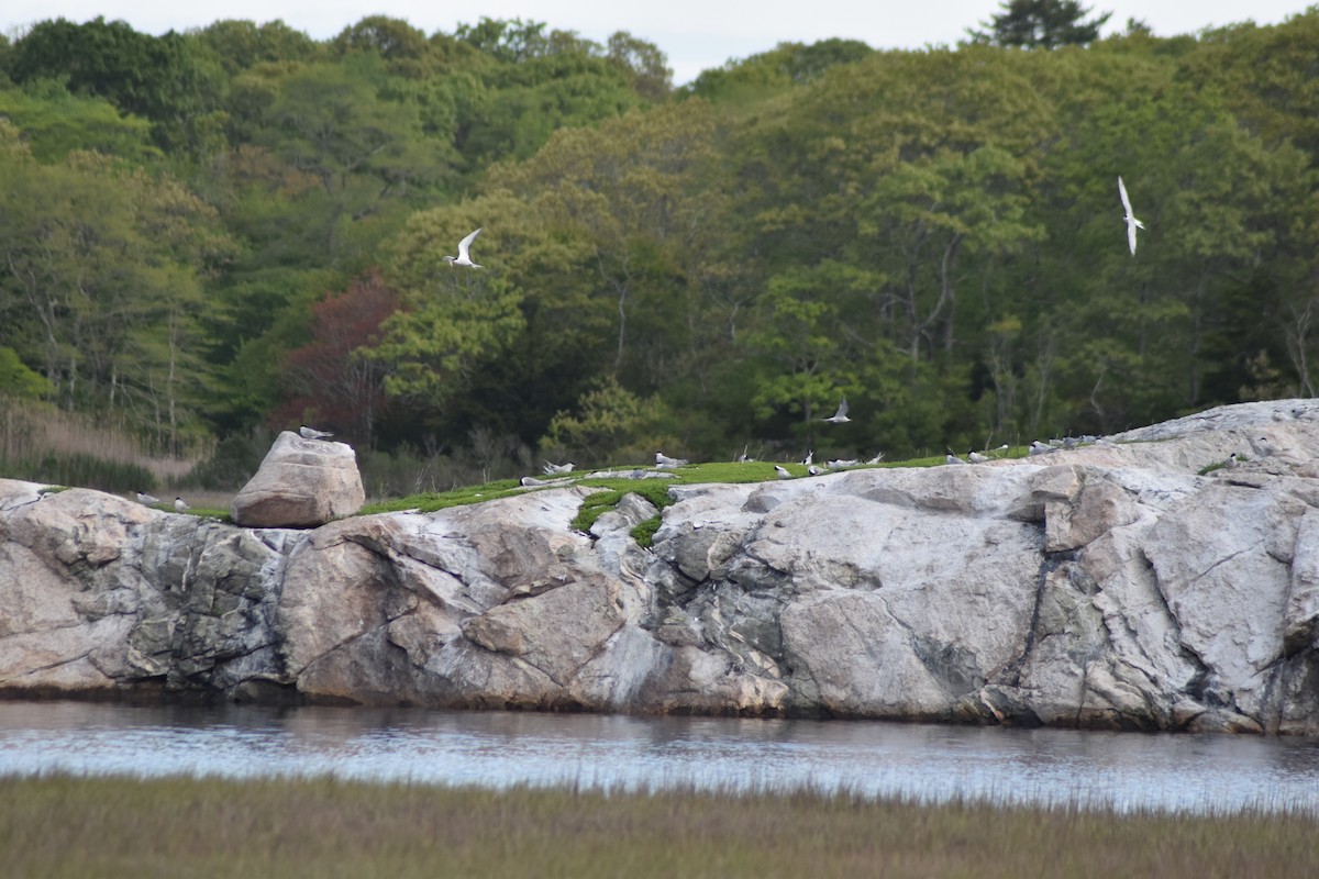 Common Tern - ML636639752