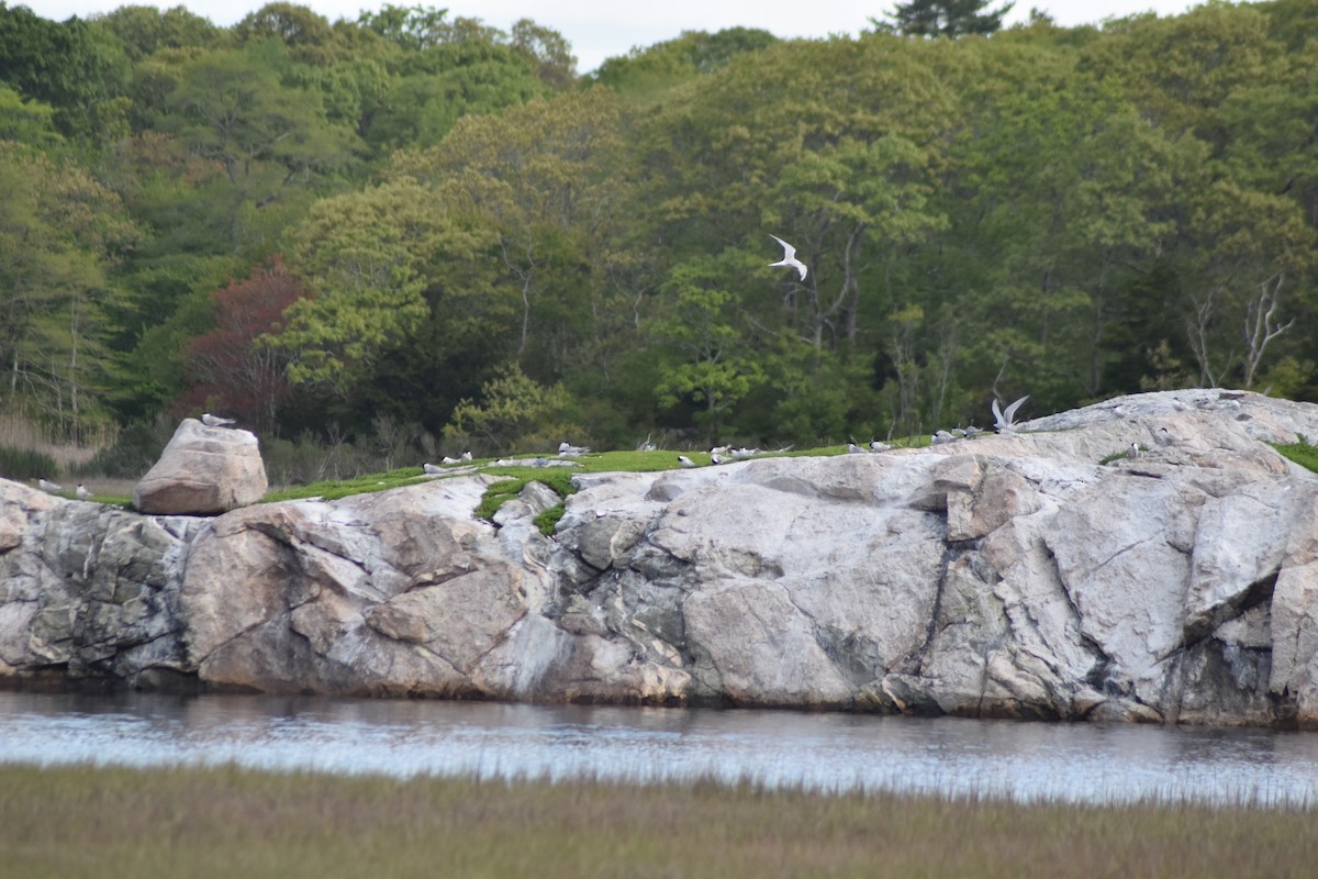 Common Tern - ML636639753