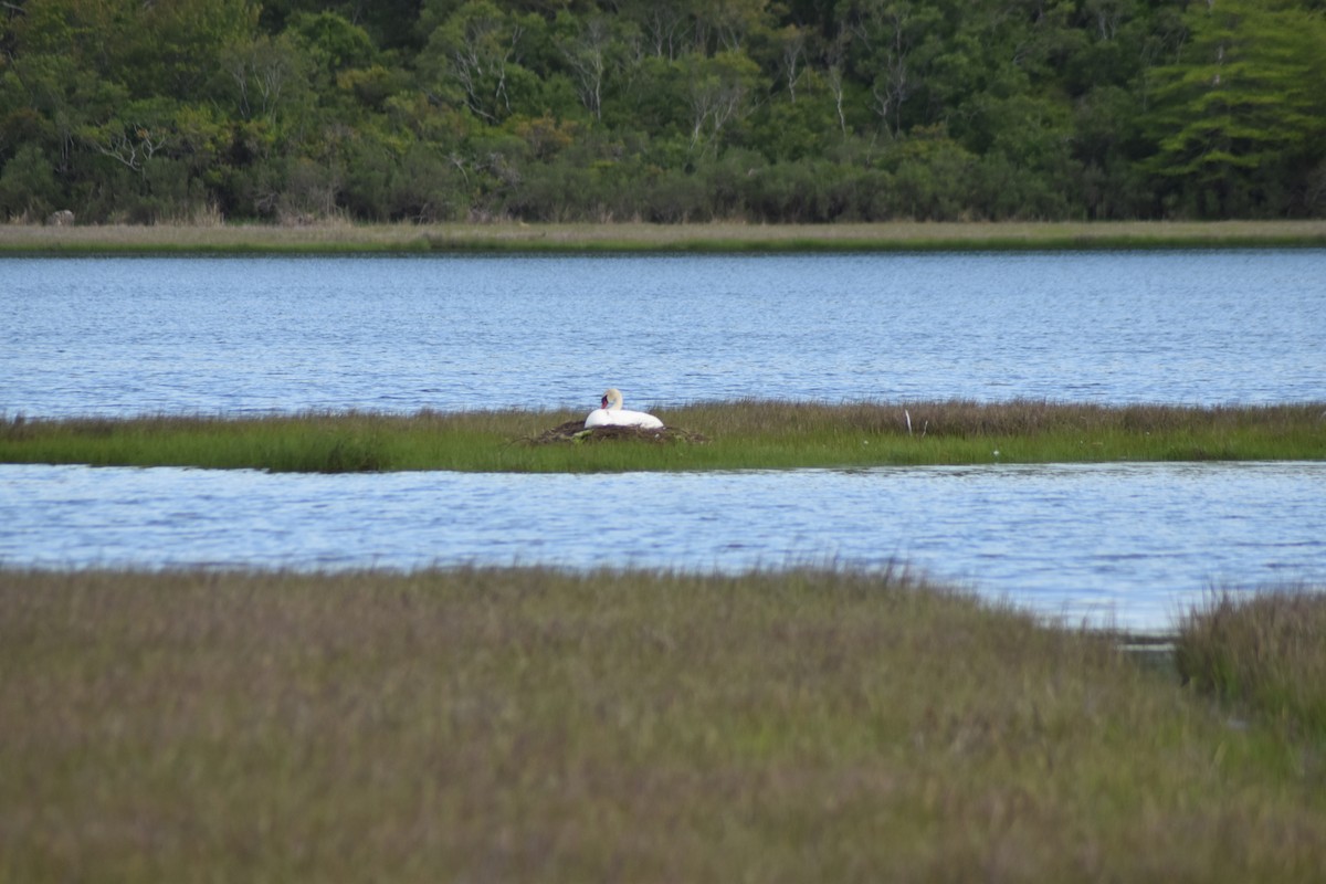 Mute Swan - ML636639758