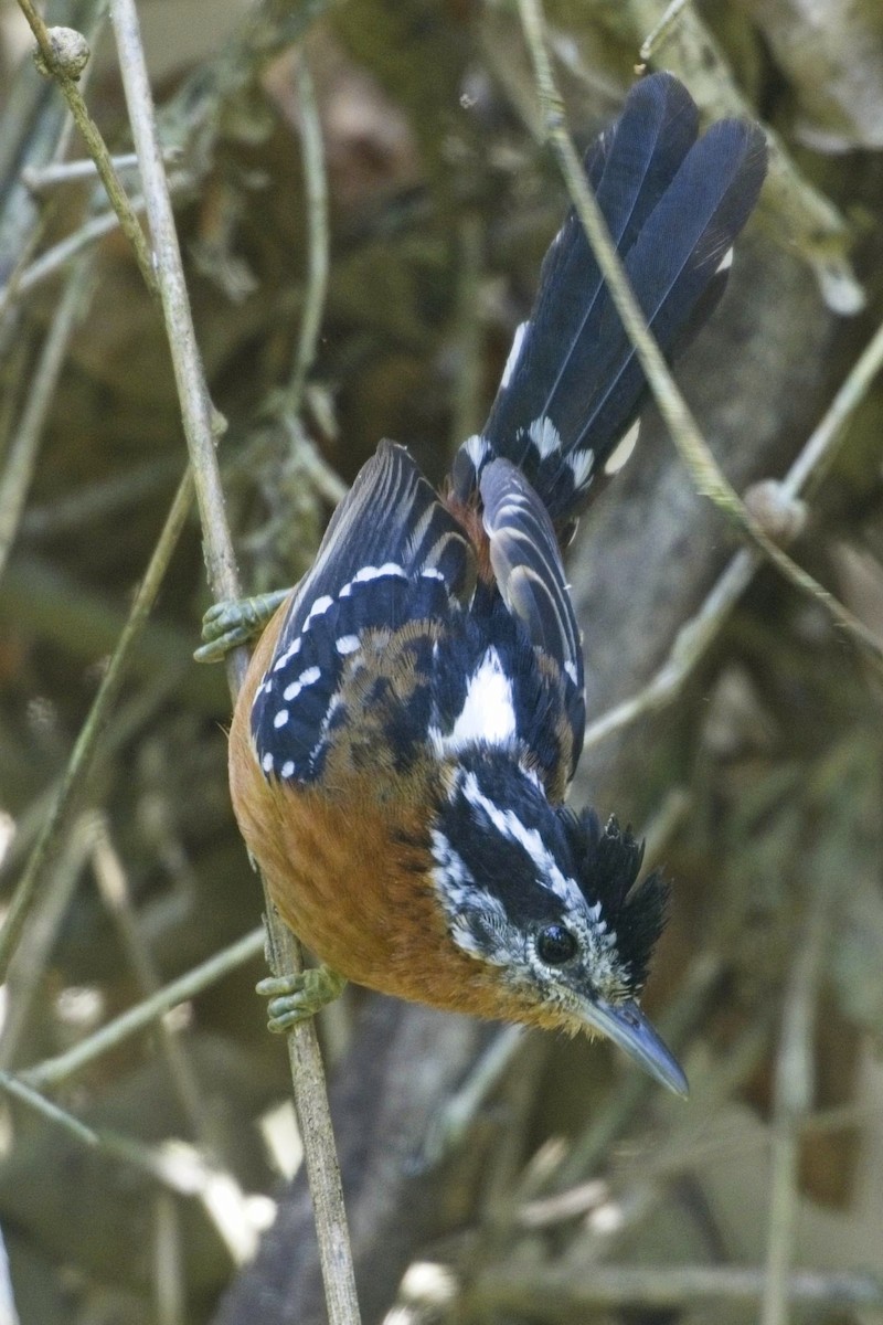 Ferruginous Antbird - ML636639798