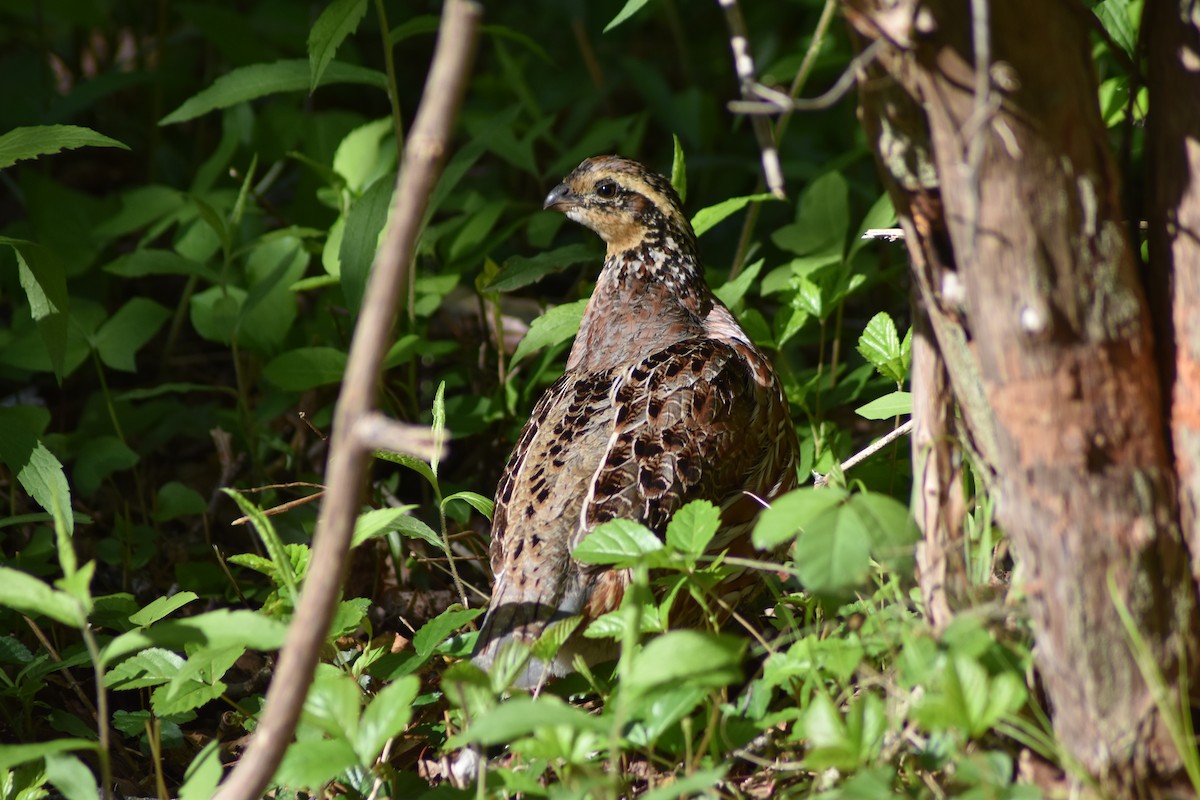 Northern Bobwhite - ML636639802