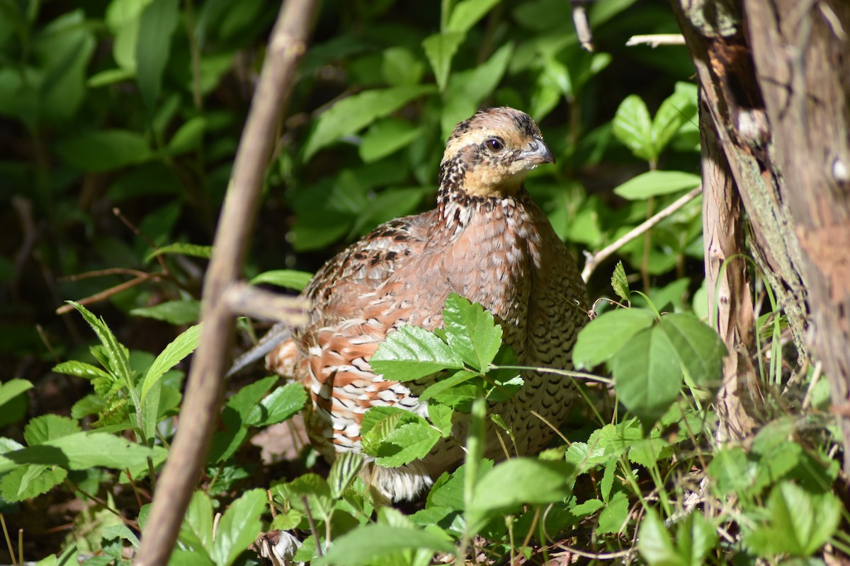 Northern Bobwhite - ML636639804