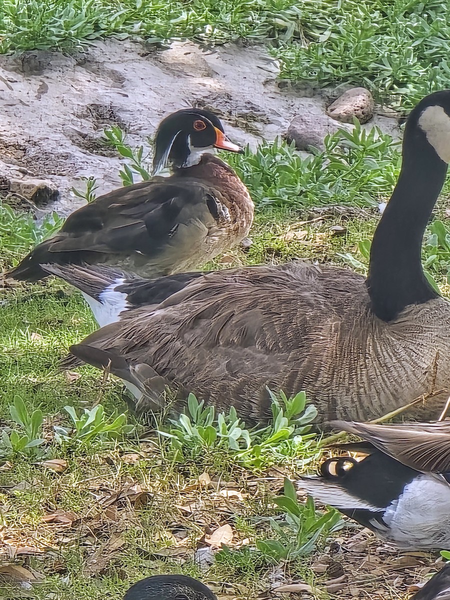 Wood Duck - ML636639813