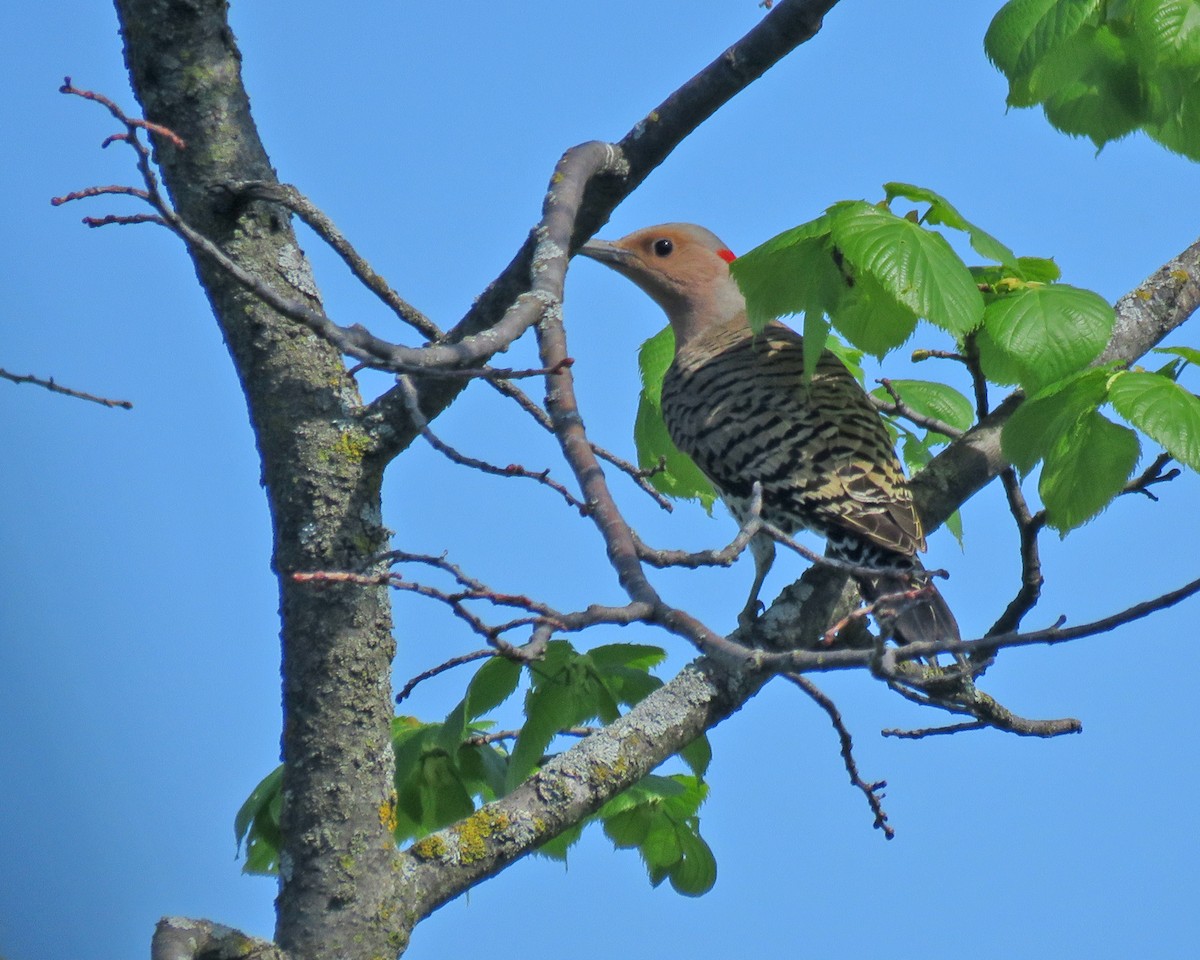 Northern Flicker - ML636639815