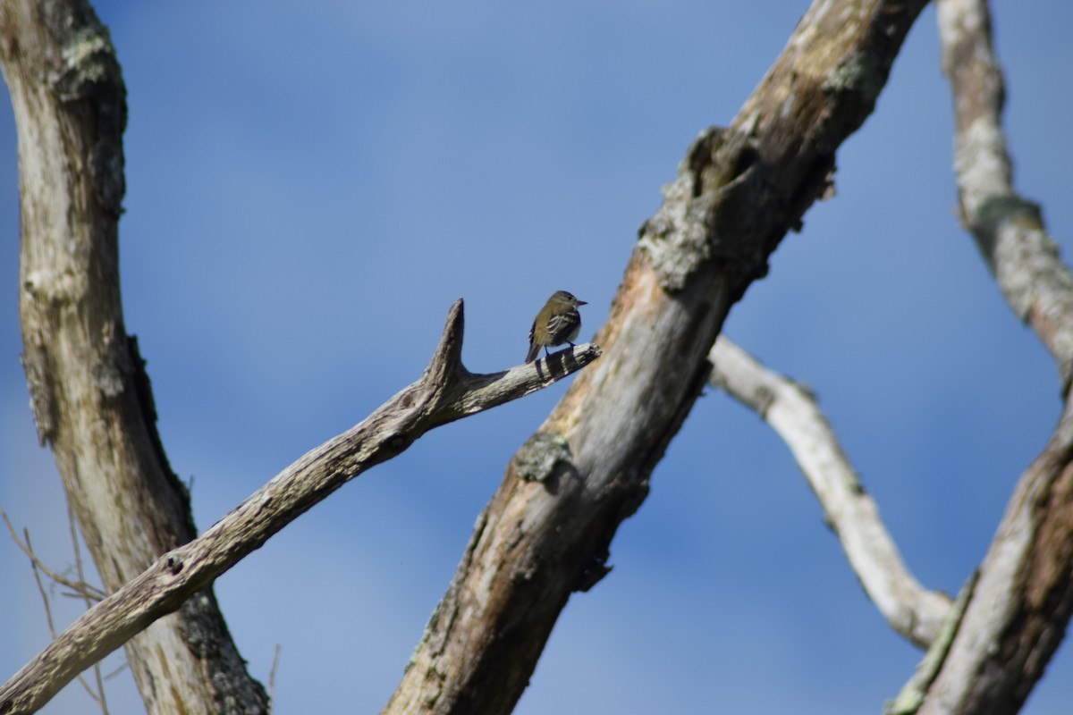 Willow Flycatcher - ML636639844