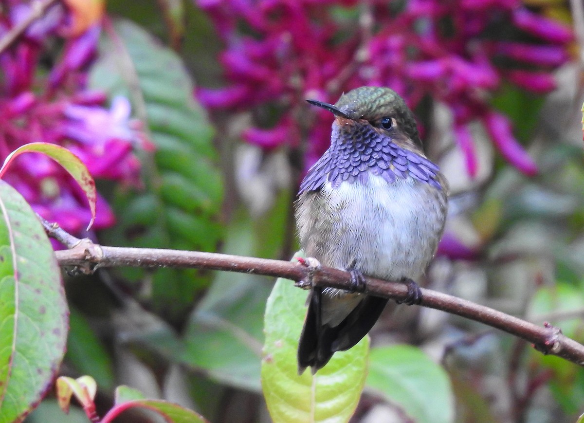 Volcano Hummingbird - ML636639848