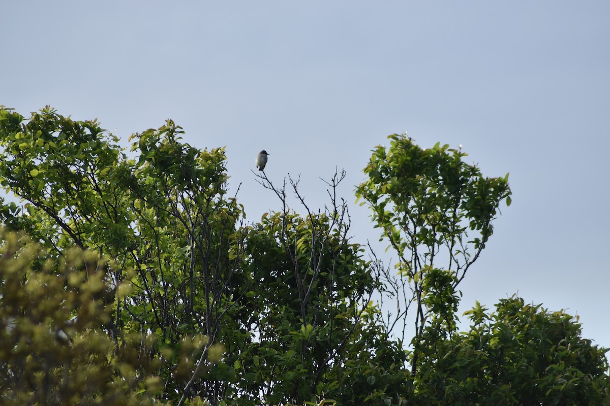 Willow Flycatcher - ML636639857