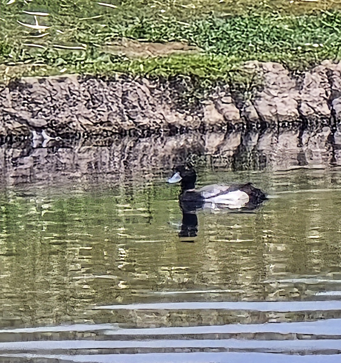Lesser Scaup - ML636639934