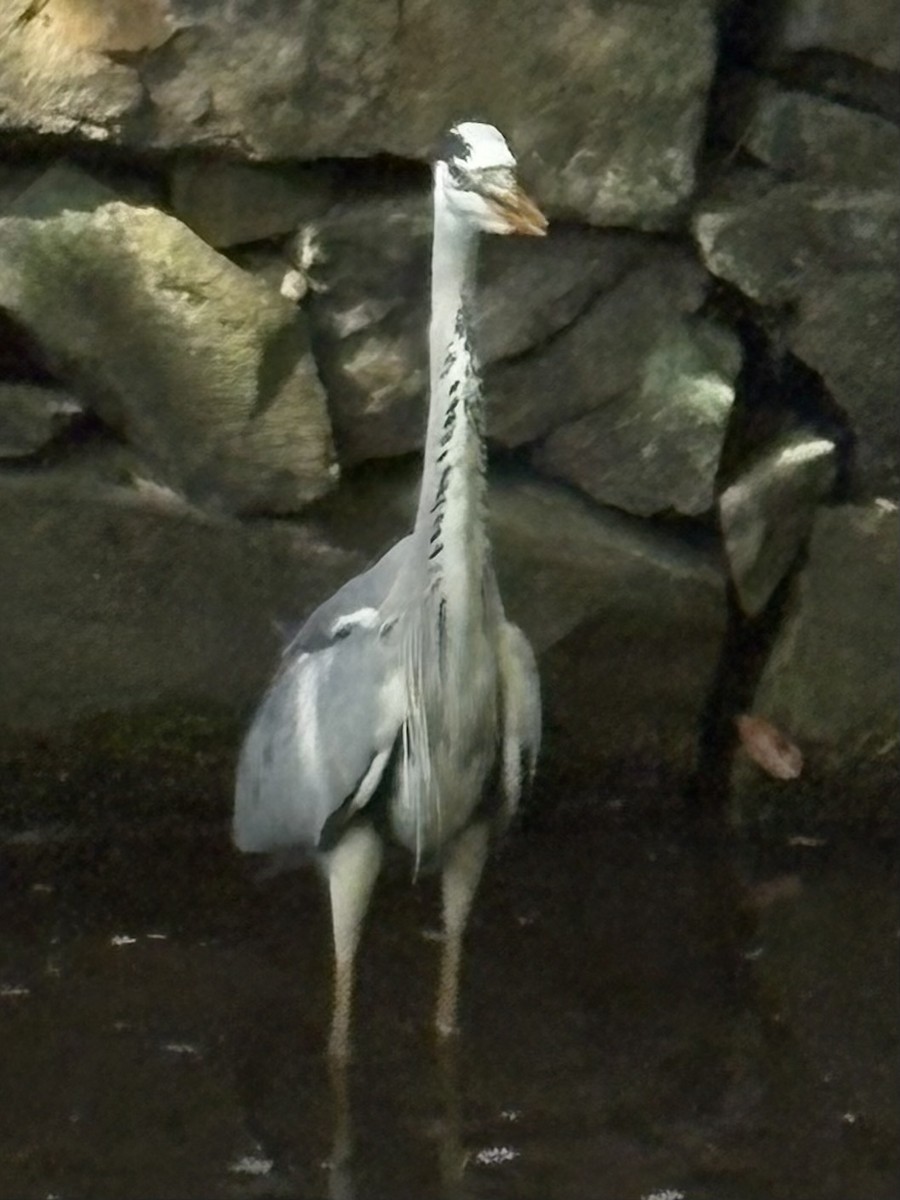 Gray Heron - ML636640040