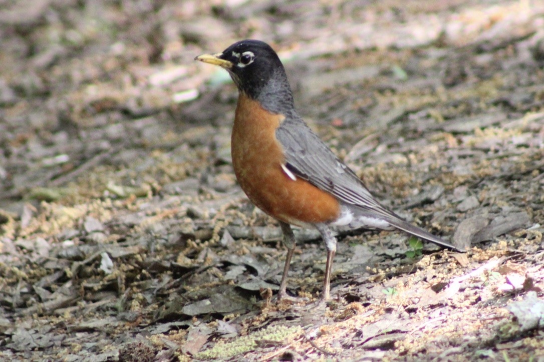 American Robin - ML636640044