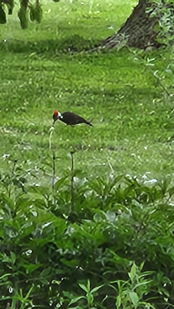 Pileated Woodpecker - ML636640064