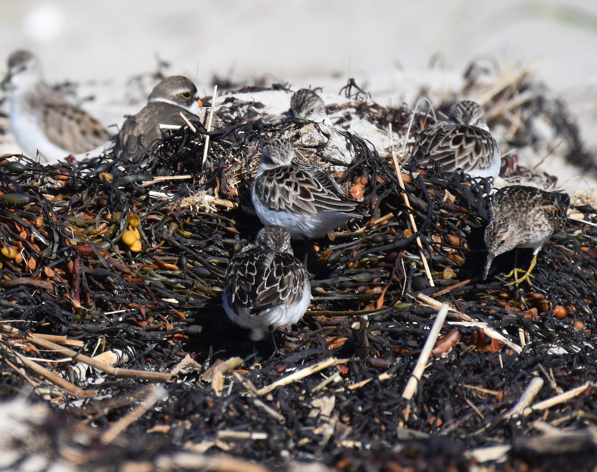 Least Sandpiper - ML636640078