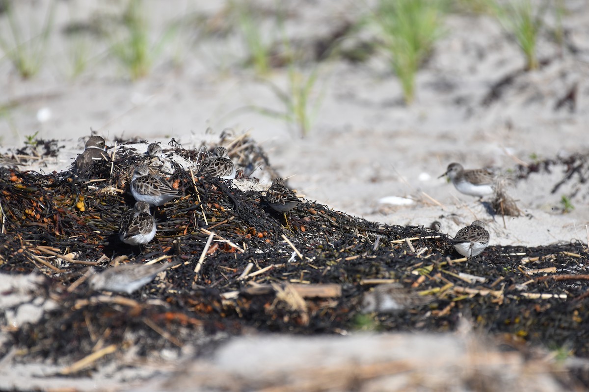 Least Sandpiper - ML636640090